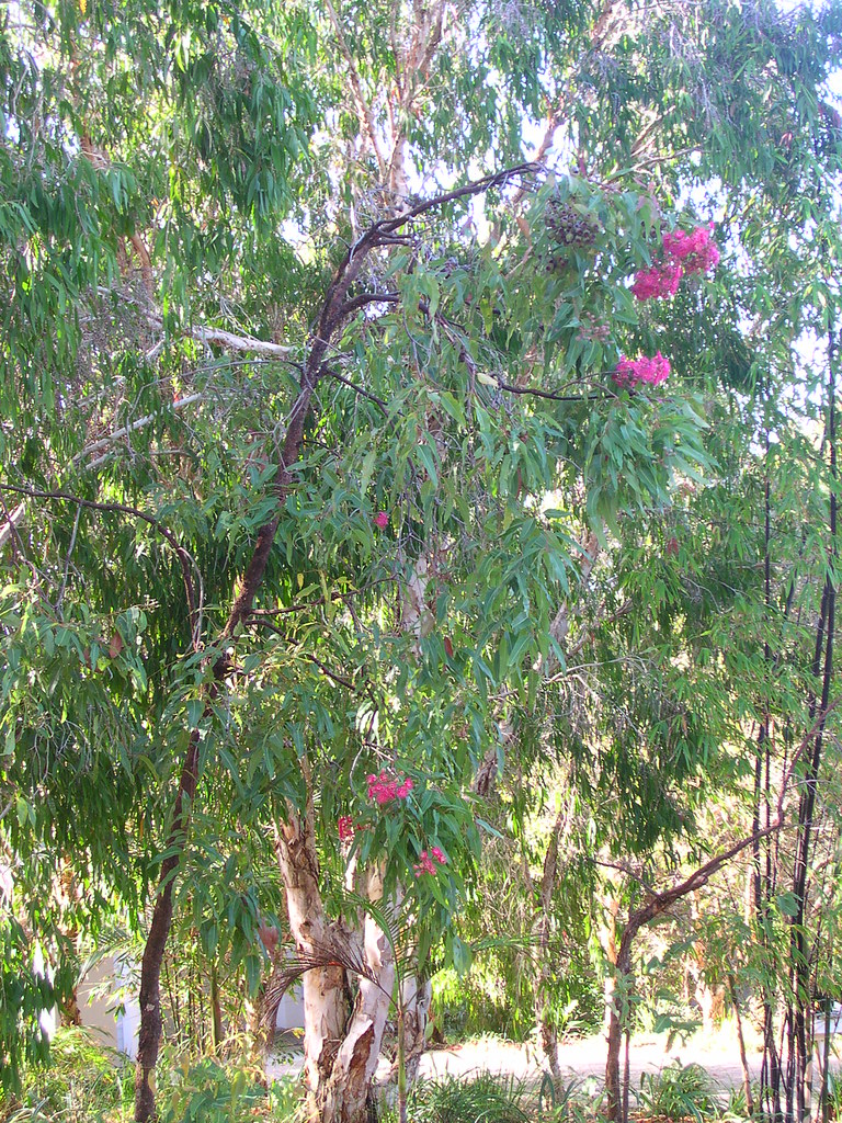 Winter flowering Eucalyptus Eucalyptus Kingdom Plantae Di… Flickr
