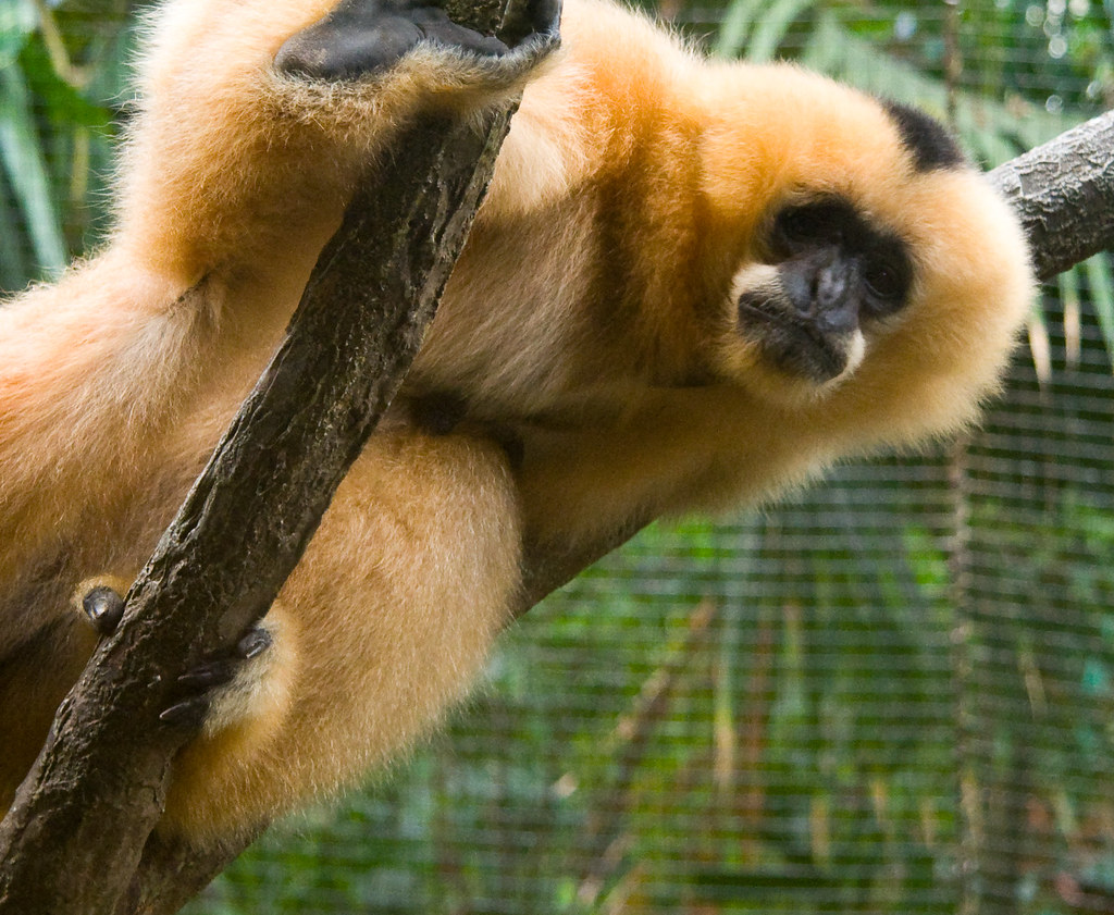 Black and Gold Monkey Jason Pratt Flickr