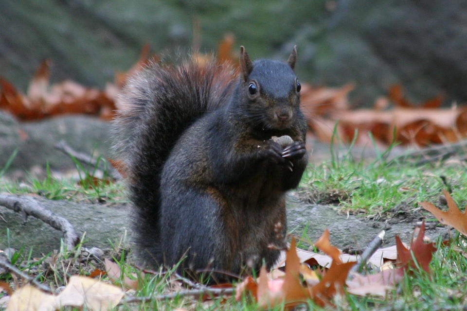 Black Squirrel Dunn Loring 2023 Events Black Squirrel A black squirrel in Central Park. Cal Holman Flickr