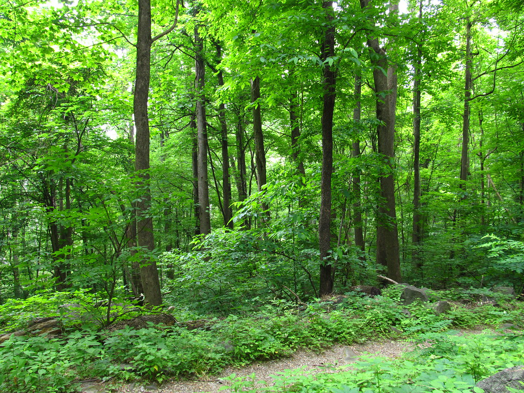Quiet Walkway, Newfound Gap Road, Great Smoky Mountains Na… Flickr