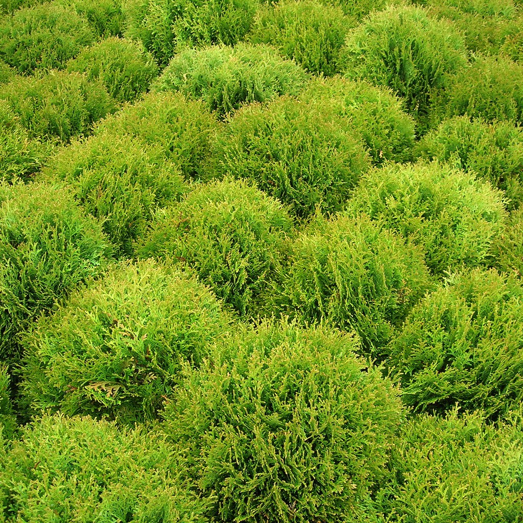 Bushes Array of bushes at the garden centre. Dano Flickr