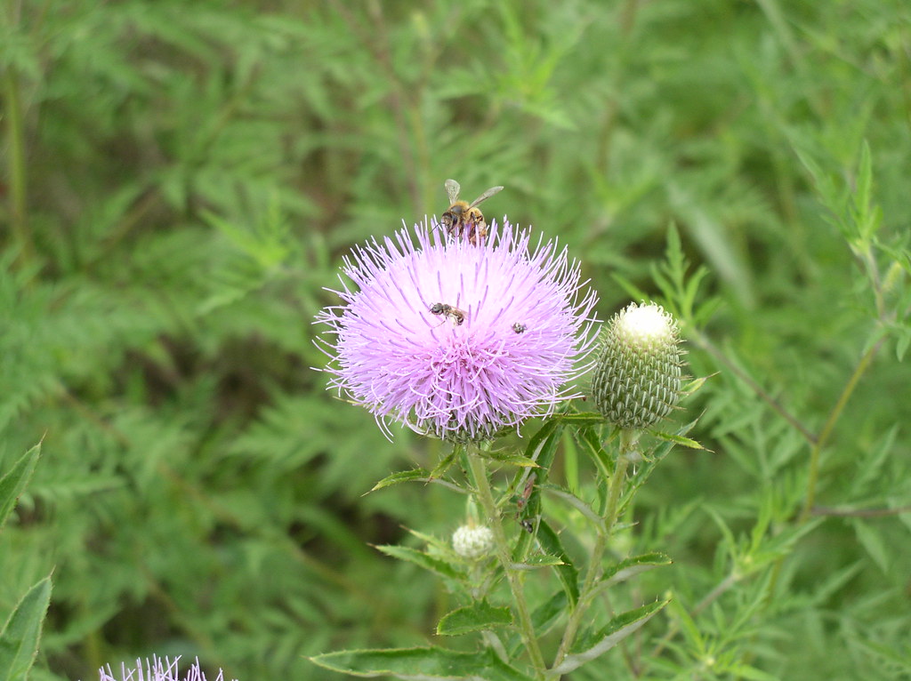 Oklahoma City Oklahoma ''BUSY BEE'' Photo 2 Happen to c… Flickr