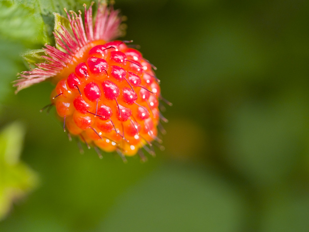 Salmonberry Salmonberries are among the earliest ripening … Flickr