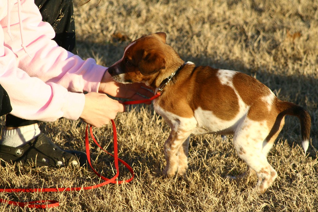 Superior Dog Training uptonia Flickr