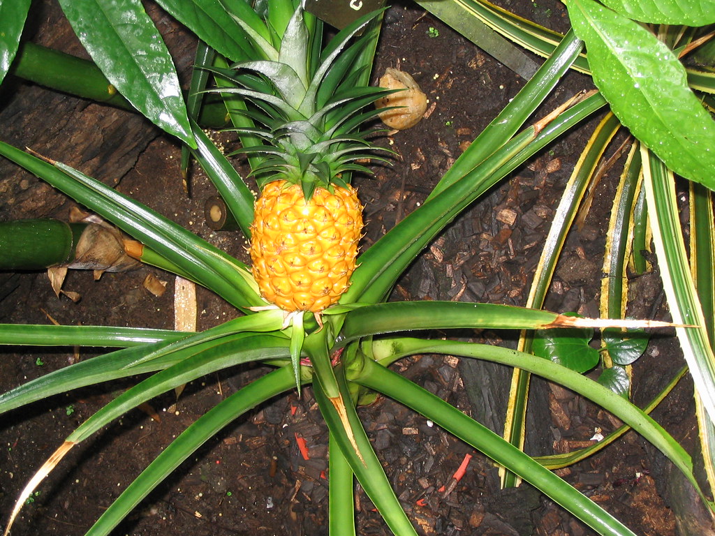 Pineapple Tree! Flickr