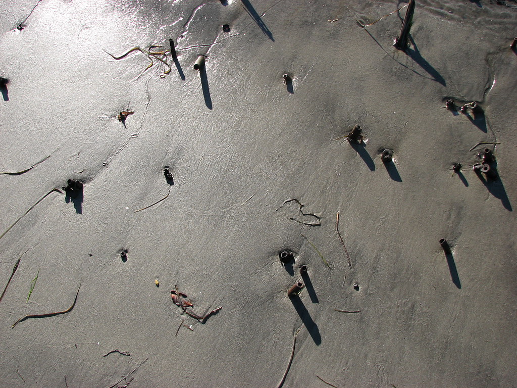 IMG_0391 Clam tubes. There are clams buried under the sand… Flickr