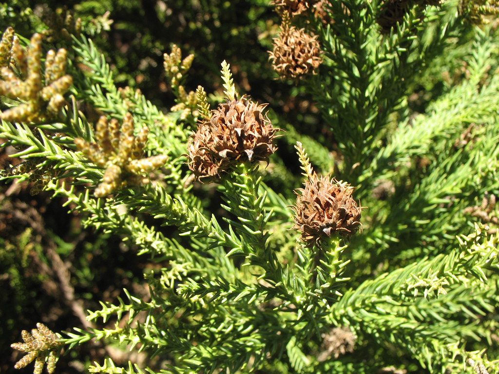 Cryptomeria japonica Cryptomeria Japonica treespecies Flickr
