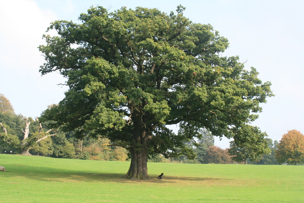 Oak Tree Oak tree in Elmdon Park, Solihull MunstiSue Flickr