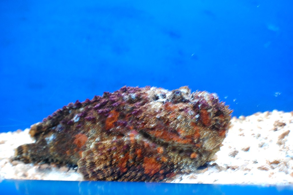 rockfish? most poisonous fish in the world? jamielavadecooper Flickr