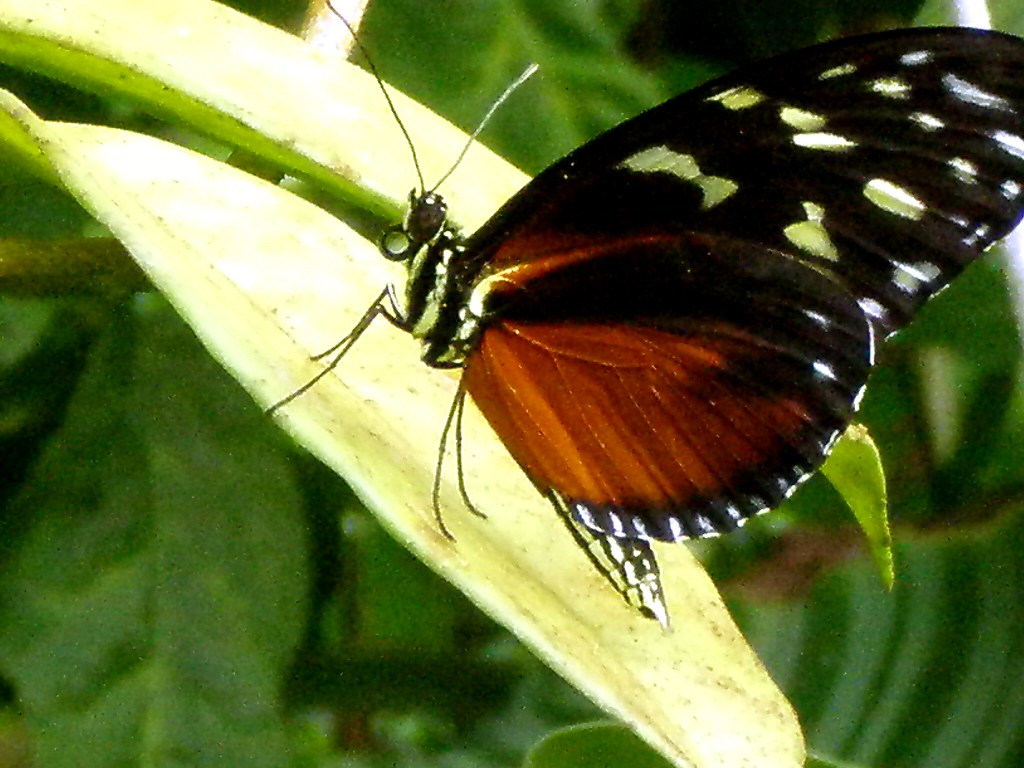 Butterfly This is a very pretty black and brown butterfly … Flickr