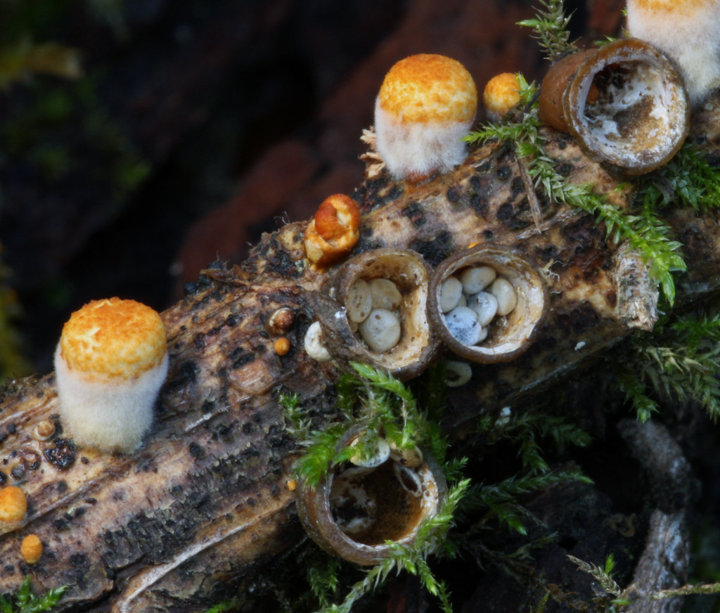 Whiteegg Bird's Nest Fungi Whiteegg Bird's Nest Fungi (C… Flickr