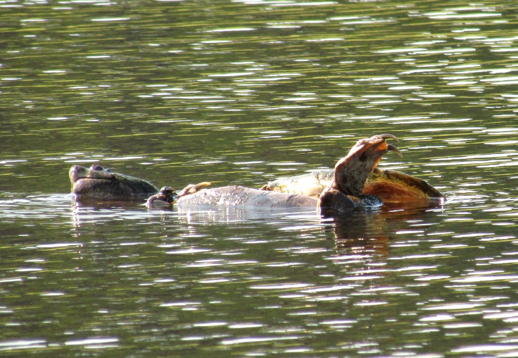 Mating Snapping Turtles 6.7.11 Flickr