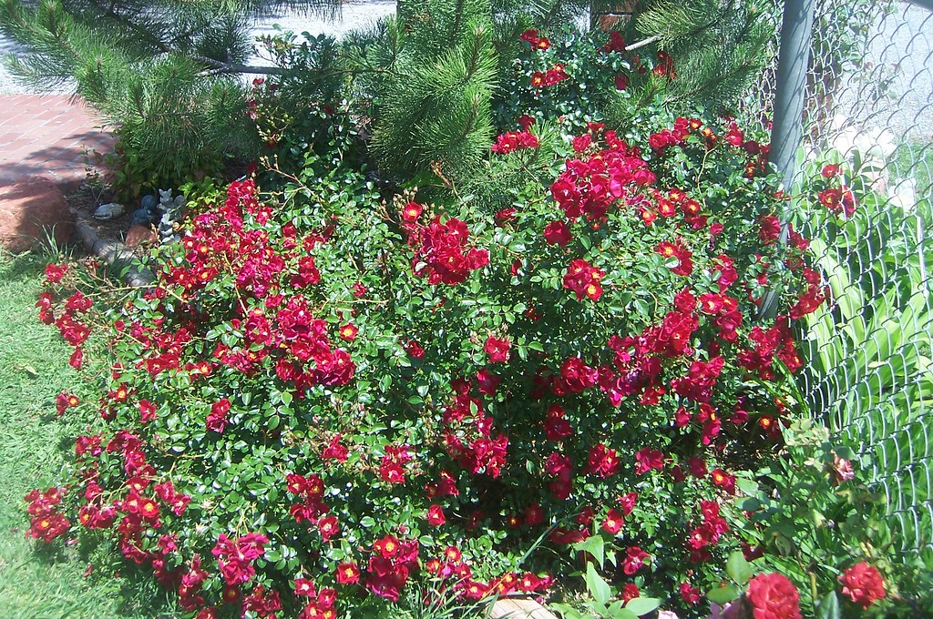 Carpet Roses PJ Flickr