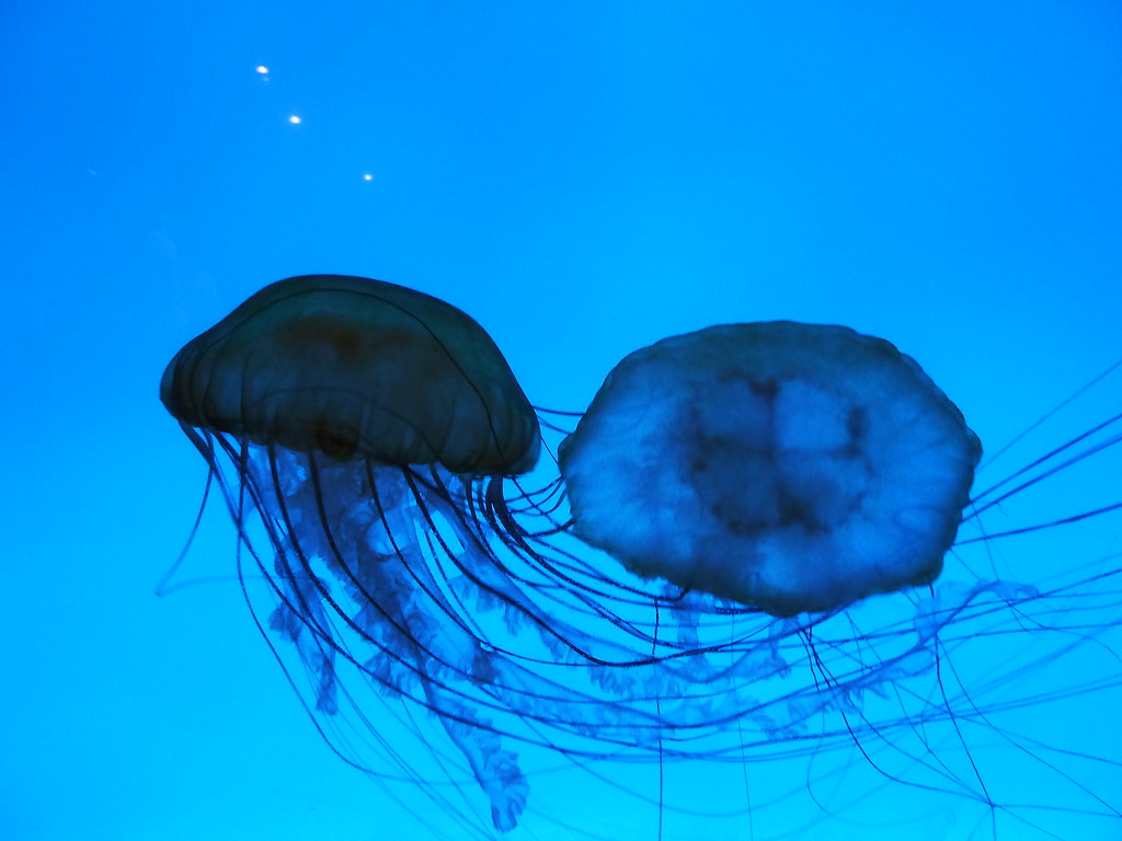 jellyfish jellyfish at the new england aquarium, boston, m… Jacob