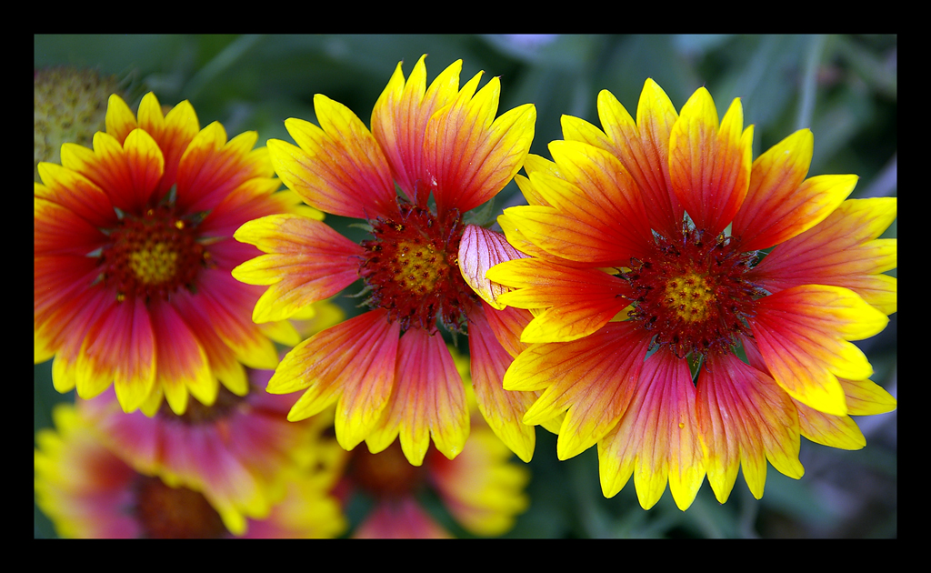 happy Flowers always make people better, happier and more … Flickr