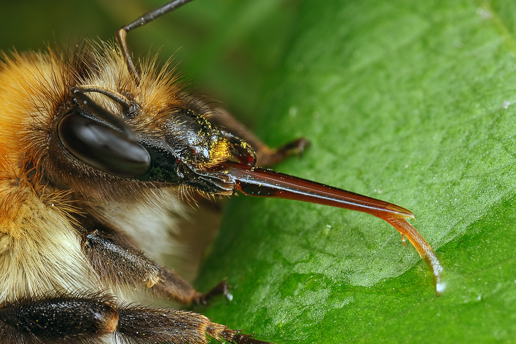 Common Carder Bee mouthparts 3 Another view of the mouthpa… Flickr