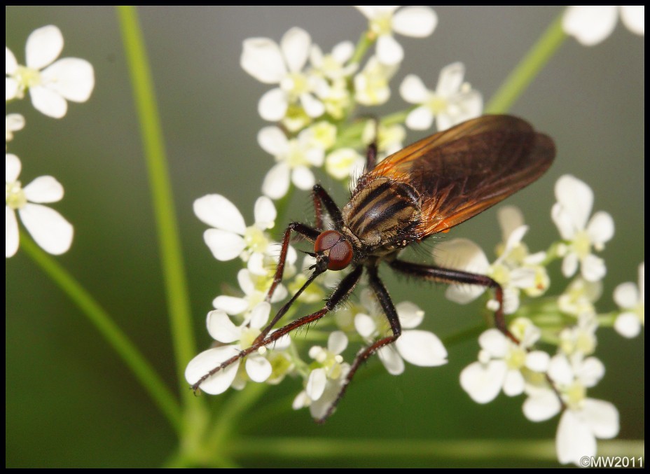 Dance fly (Empis tessellata) in a Cow Parsley flower Flickr