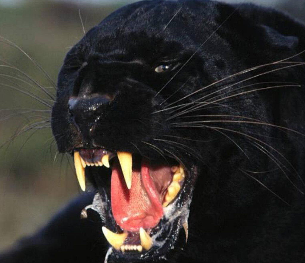 Black Panther (Leopard) (Black Beauty) A Black Panther roa… Flickr