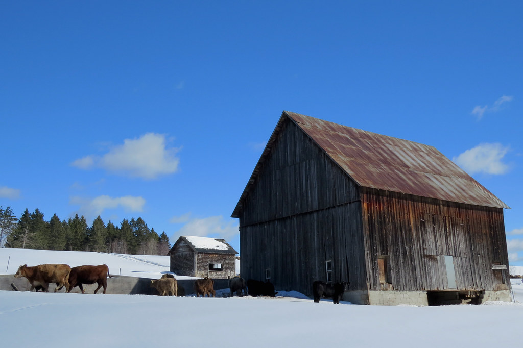 Cows and a barn in SteCeciledeMasham, Quebec Cows and a… Flickr