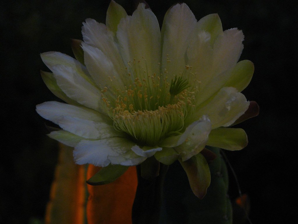 Cactus flower at night Robert Wilson Flickr