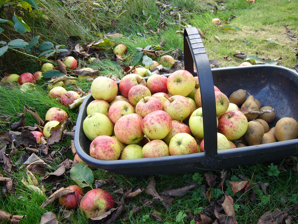 Apple Harvest Apple harvest from my Mum's garden John Adams Flickr