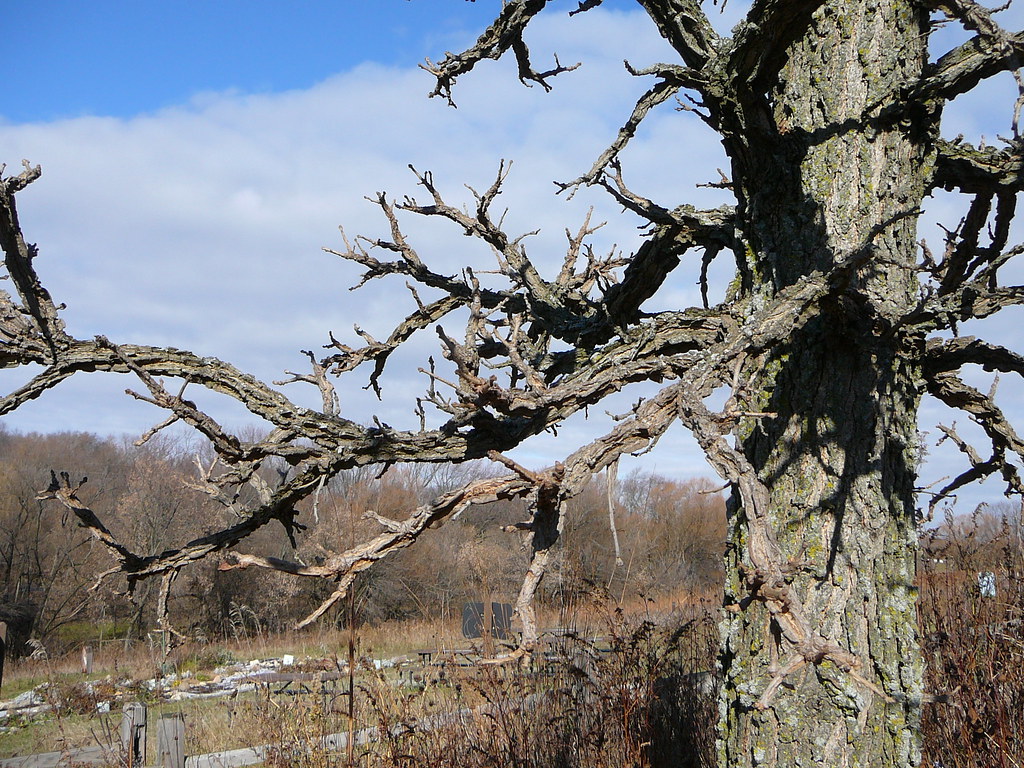 Burr oak in winter Taken at the Waukesha Nature Center Will Sharkey