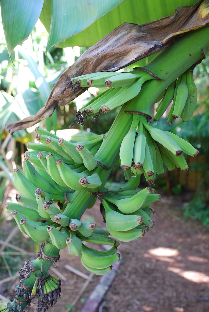 Banana tree in Hemingway's garden Ernest Hemingway house, … Flickr