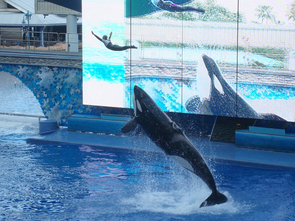 Trainer Launch! Orca launches her trainer at Sea World Orl… Mike