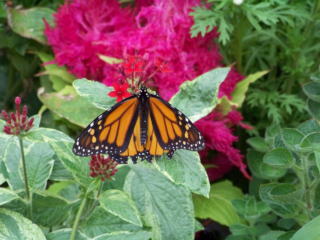 Butterfly Show at Krohn's *KMF* Flickr
