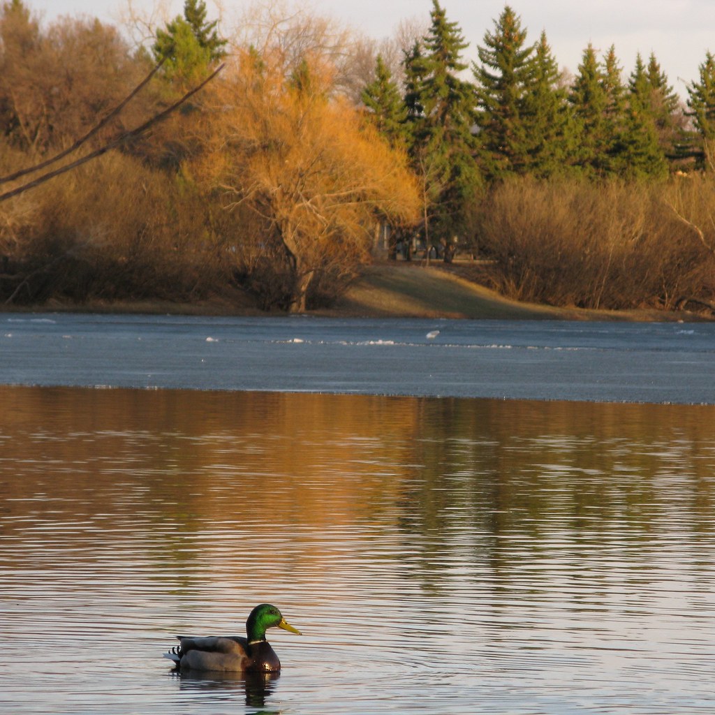 Canard Duck at Spring, Wascana Lake, Regina, Saskatchewan Flickr