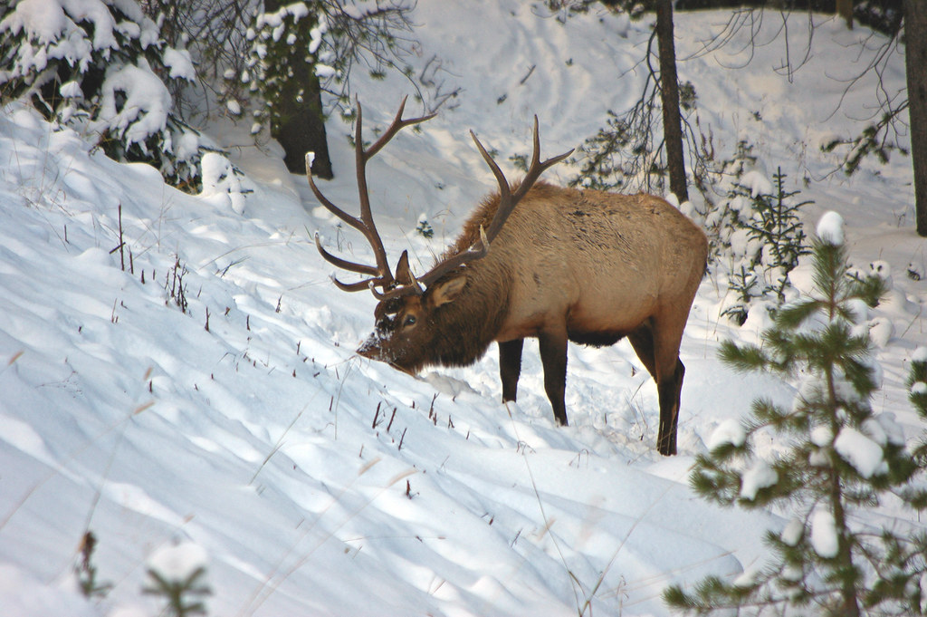 Elk eating grass in the snow Elk was in the Rocky Mountain… Flickr