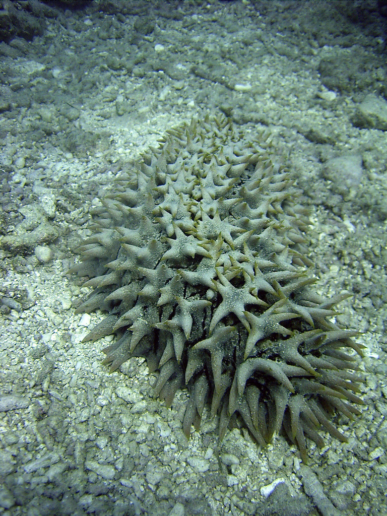 seacucumber01 I think this is a prickly, red sea cucumber.… Atley Jonas Flickr