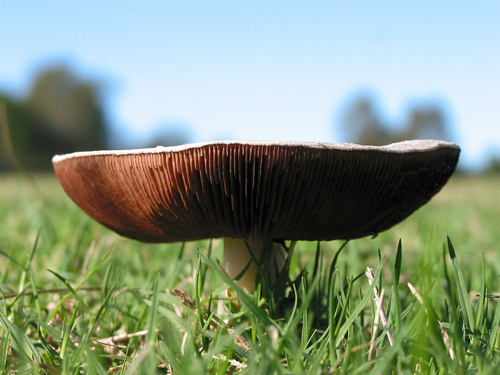 Flat top mushroom a photo on Flickriver