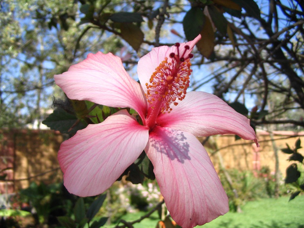 Ethiopia Flower 1 EJR Flickr