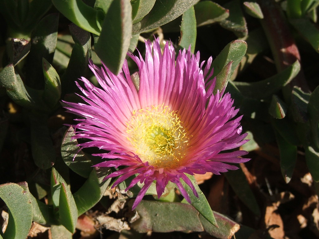 Ice Plant Flower Kelly Cookson Flickr