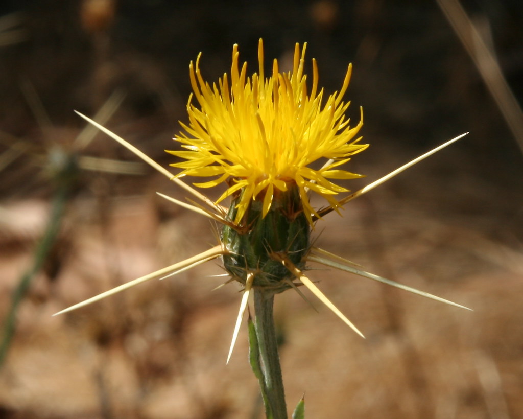 Yellow Thistle (Centaurea solstitialis) Invasive (nonnati… Flickr