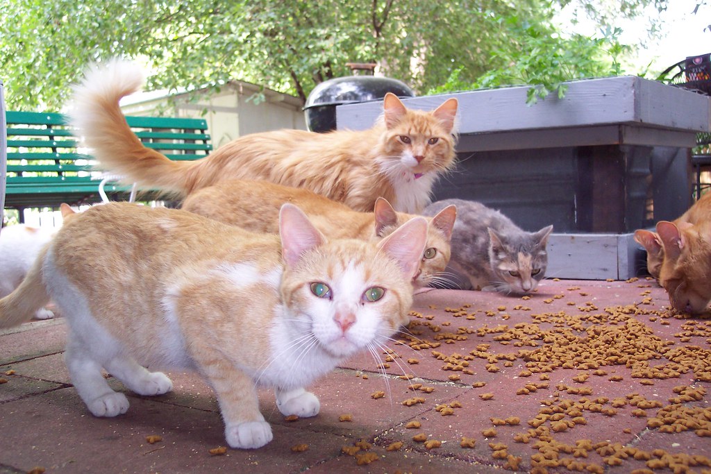 Cats cats cats! (Arrow Rock, Missouri, 20050703) 06 Flickr