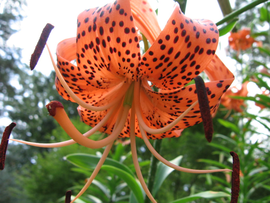 Tiger Lily Hanging around AlisaRyan Flickr