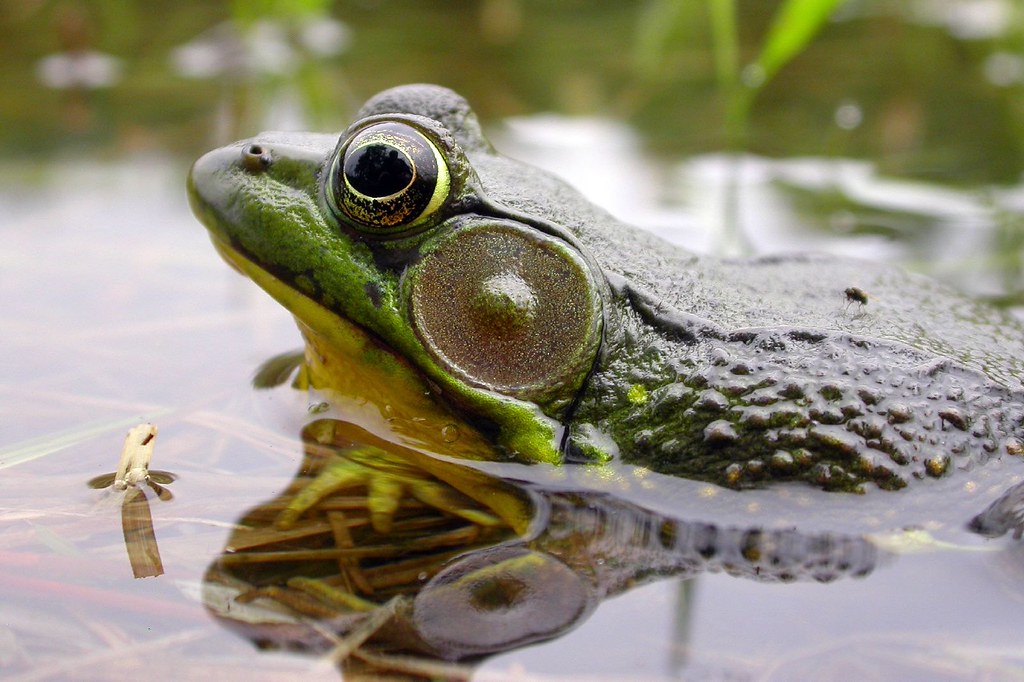 Pond Frog A pond frog in Sandy Creek, NY ranzino Flickr