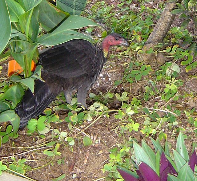 DSC02949scrub turkey caught in the act scrub turkey att… Flickr