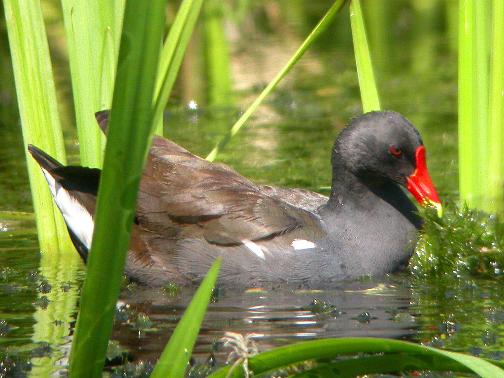 Moorhen, Beeston Common (Norfolk), 17Jul05 Dave Appleton Flickr