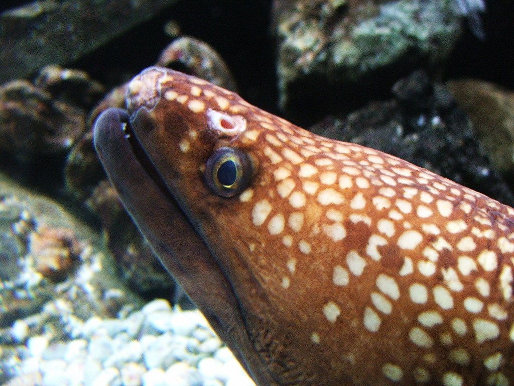 Moray Eel Moray Eel at Kelly Tarltons, Auckland. Peter Harrison