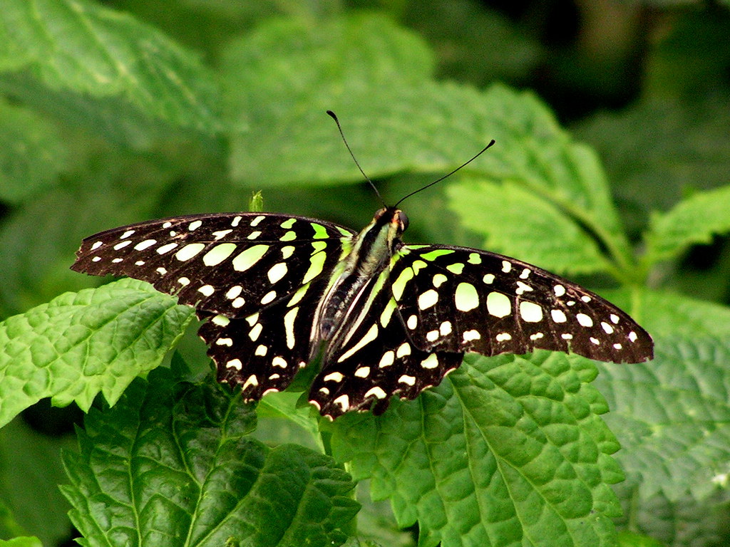 Tailed Jay Butterfly Butterfly House of Whitehouse, Ohio, … kw33 Flickr