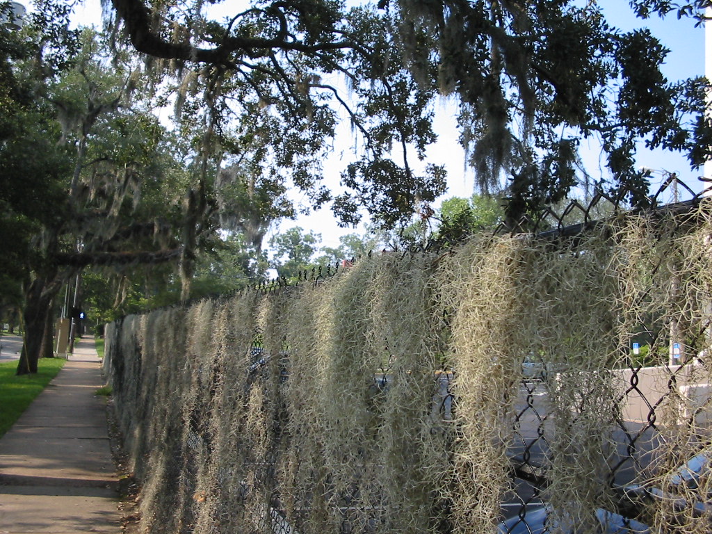 living moss fence Tallahassee, Florida, usa. Spanish moss … Flickr