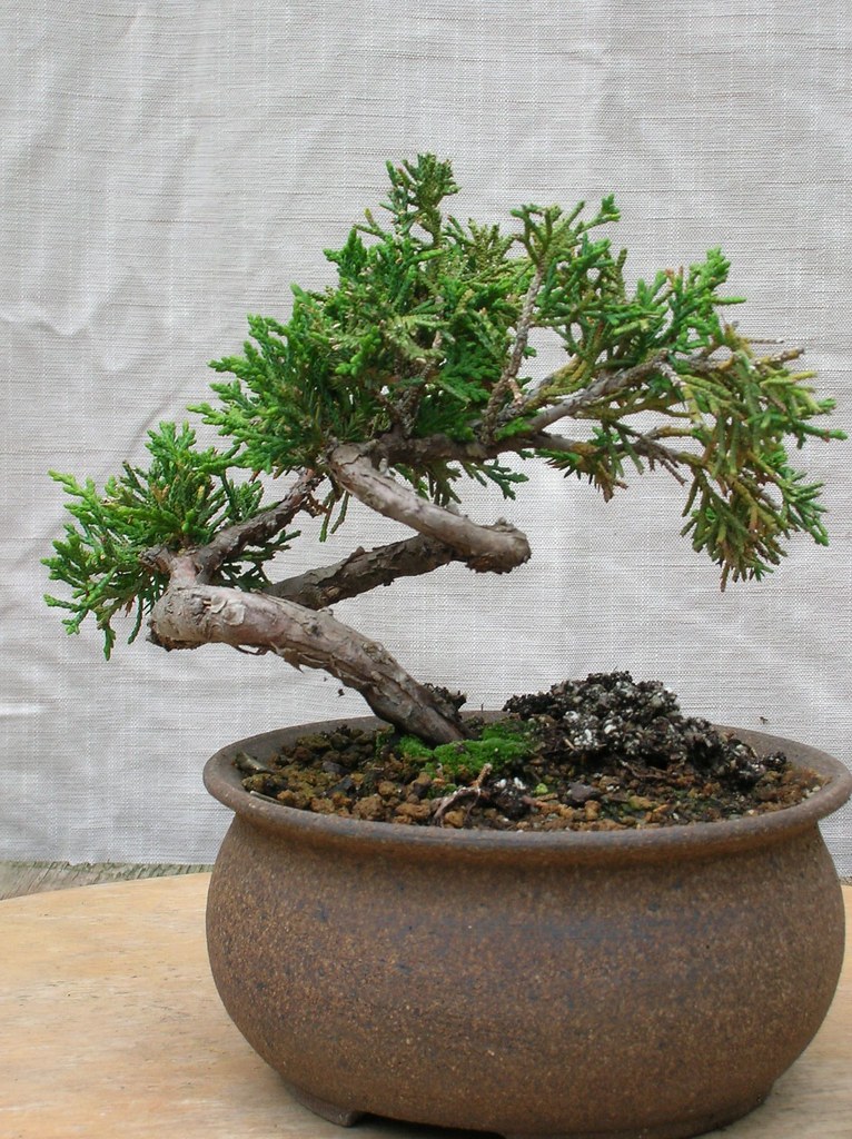 Shimpaku Juniper Taken from cutting from one of Lance's tr… Flickr