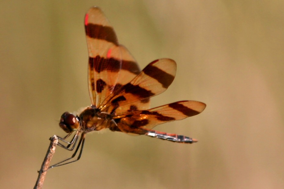 Striped Dragonfly Gregory Austin Flickr