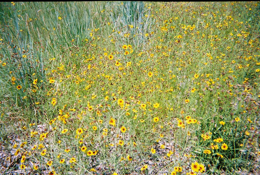 838982R123A Wild Nebraska flowers Judy King Flickr
