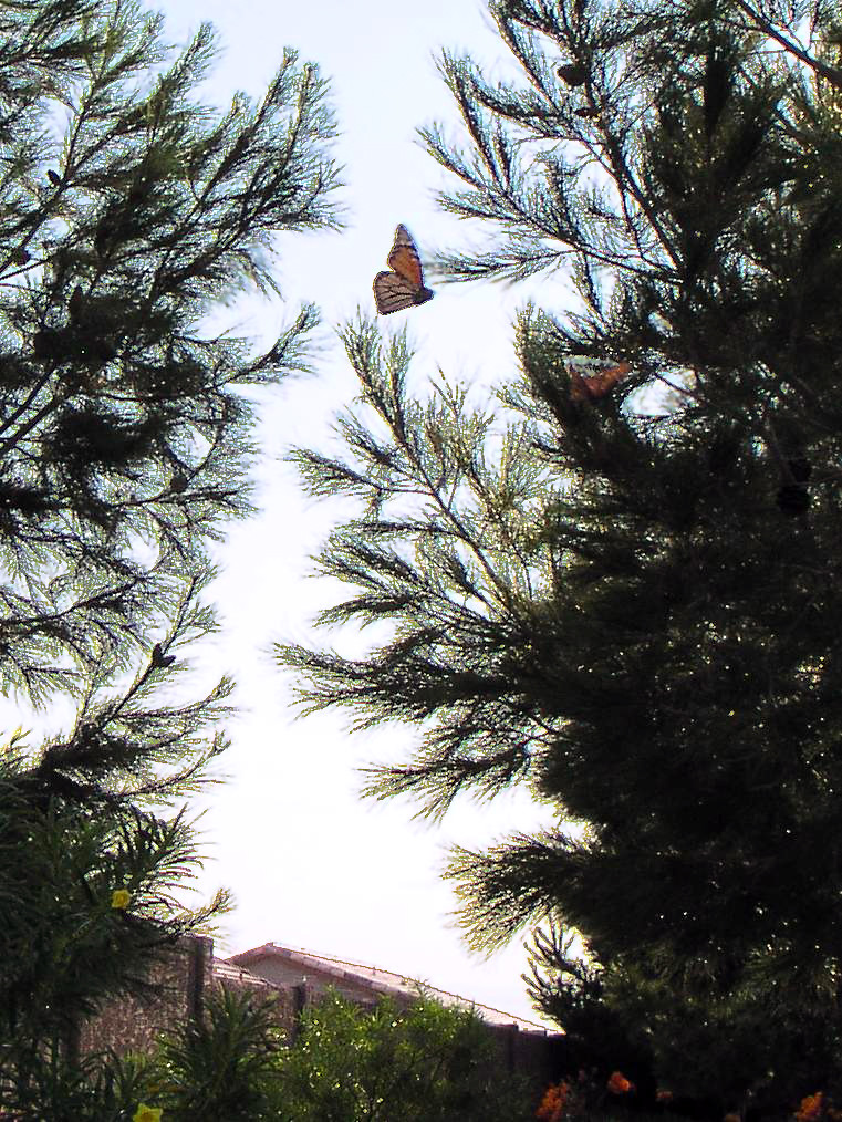 Flying Butterflies These butterflies were chasing each oth… Flickr