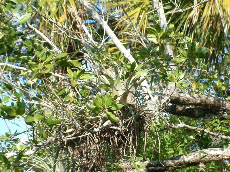 Florida Keys Flowers, Plants, and Trees Flickr