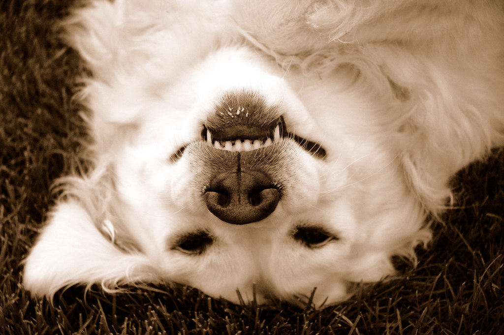 Kasey My dog laying on her back in the backyard. Trevor Smiley Flickr